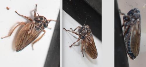 Anaceratagallia venosa
